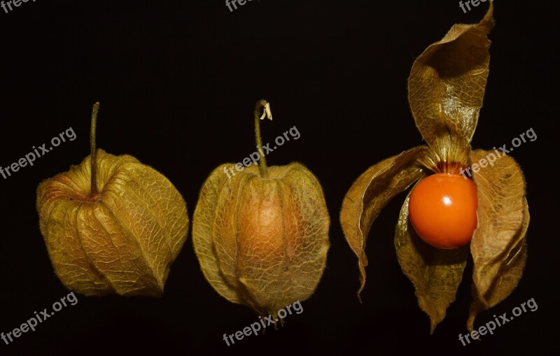 Physalis Fruit Delicious Red Sweet