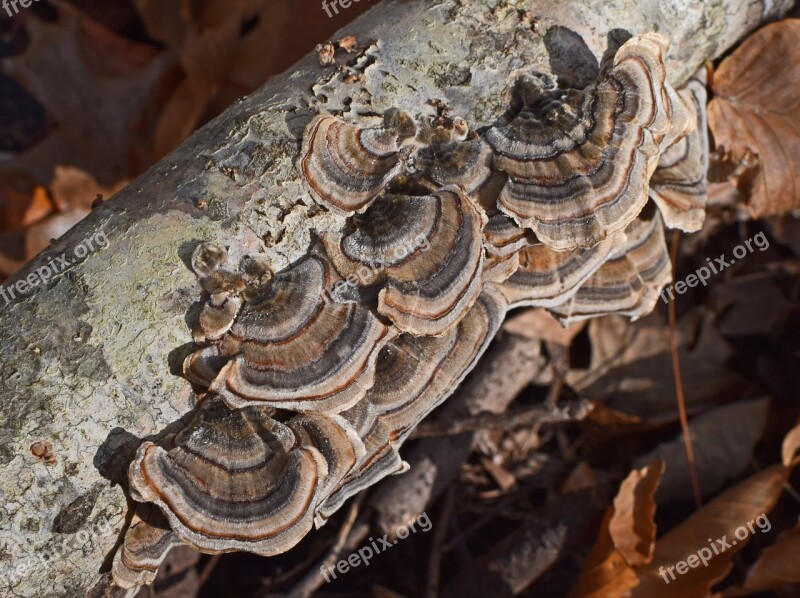 Bracket Fungi Mushroom Shelf Fungi Fungi Plant