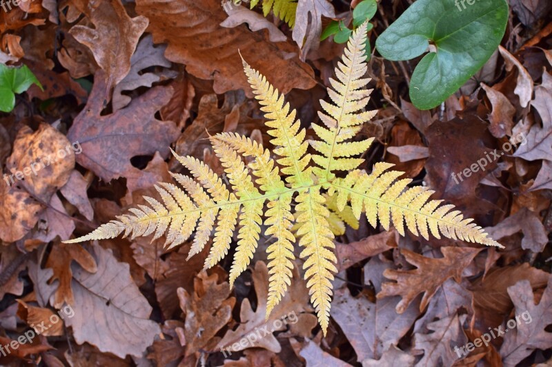 Fall Fern Turning Color Forest Floor Plant Foliage