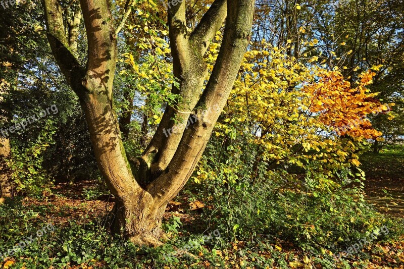 Tree Trunk Forked Forked Tree Trunk Wood