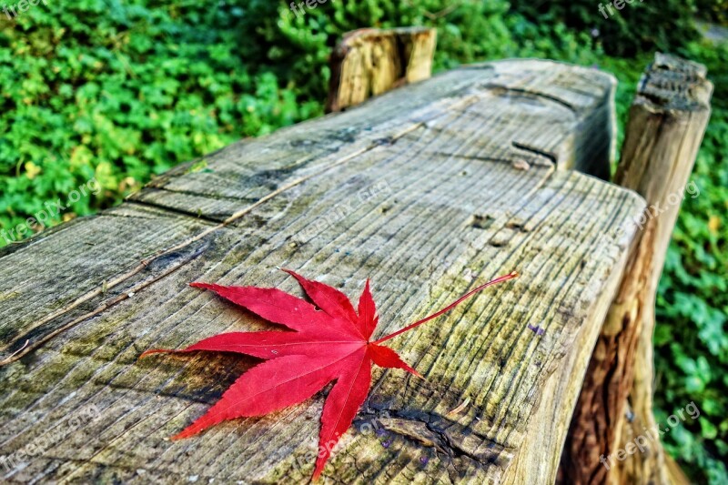 Log Bench Bench Leaf Autumn Leaf Autumn Colors