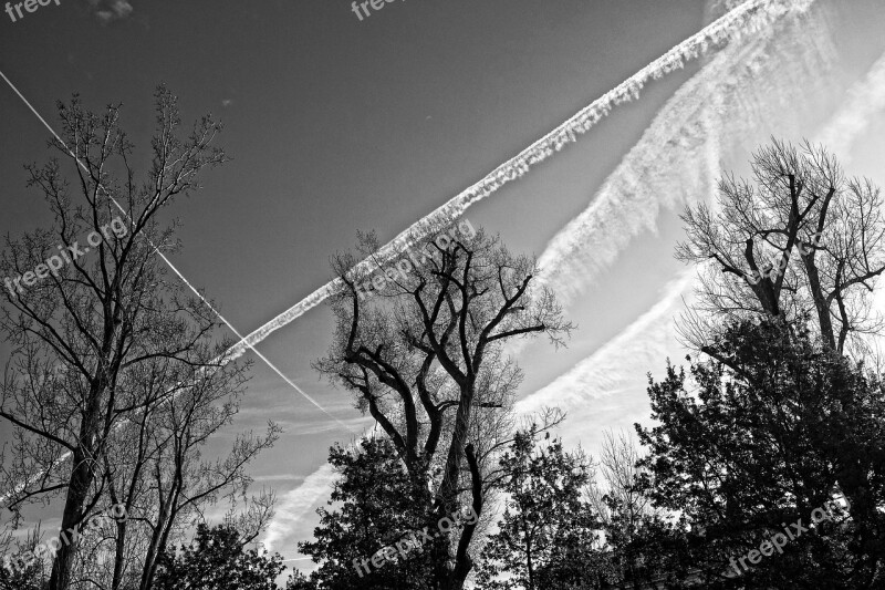 Trees Tree Tops Branches Silhouette Con-trails