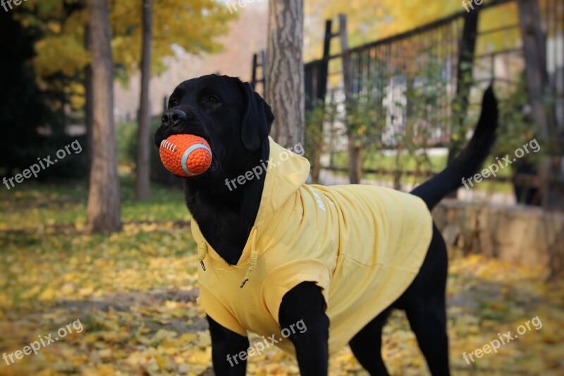 Ginkgo Labrador The Gripper Ball Autumn Free Photos