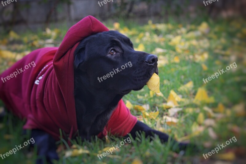 Vest Dog Naughty Free Photos