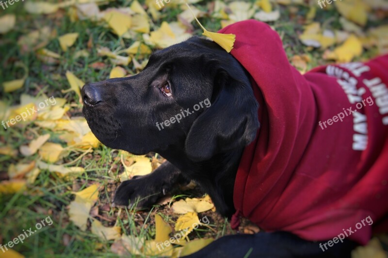 Autumn Cute Labrador Dog Free Photos