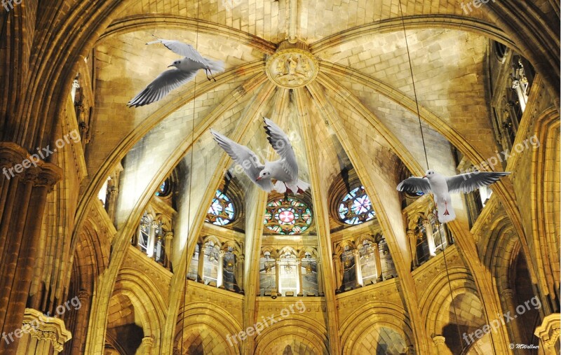 Barcelona Cathedral Gulls Spain Places Of Interest