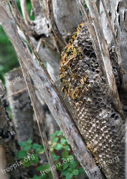 Wasp Nest Together Animals Free Photos