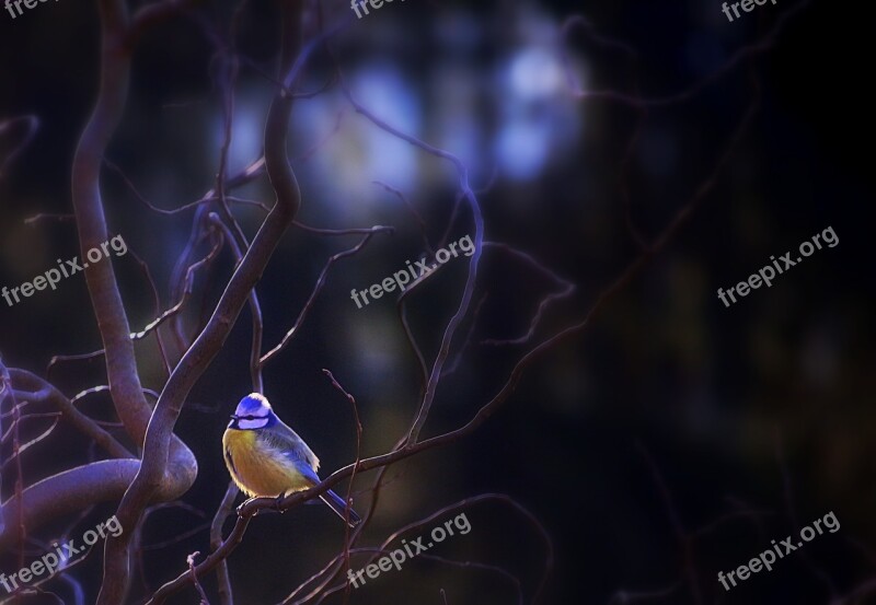 Tit Blue Tit Cold Backlighting Dark