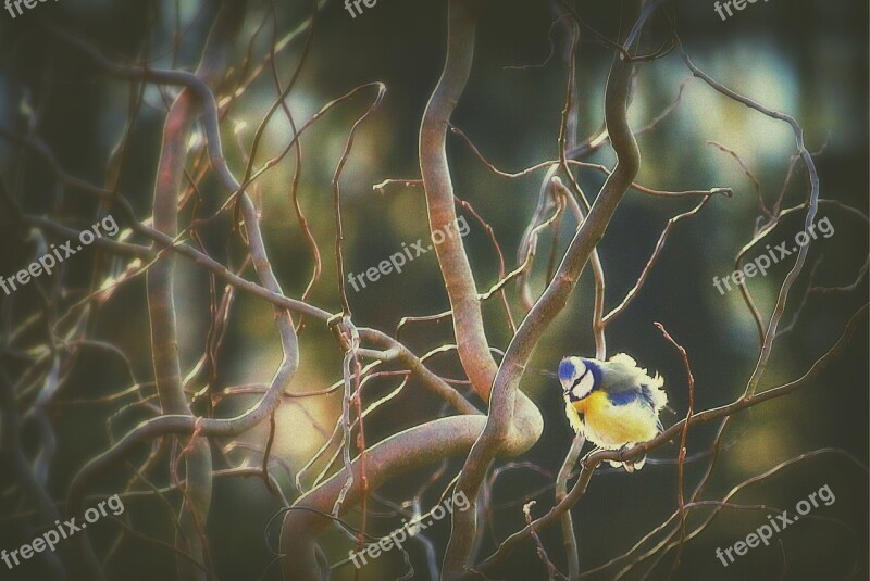 Tit Bird Blue Tit Garden Foraging