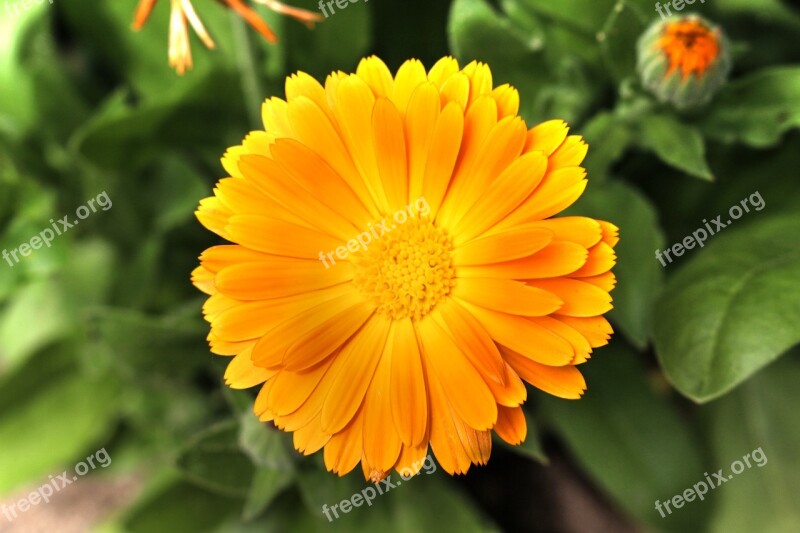 Marigold Blossom Bloom Blossomed Orange