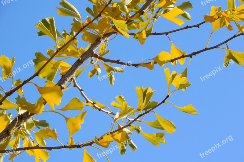 Branch Jinan Dvojlaločný Gingko Yellow Leaves Autumn Leaves