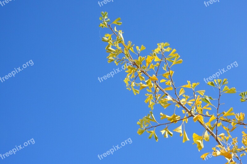 Branch On A Blue Background Branch Jinan Dvojlaločný Gingko Yellow Leaves