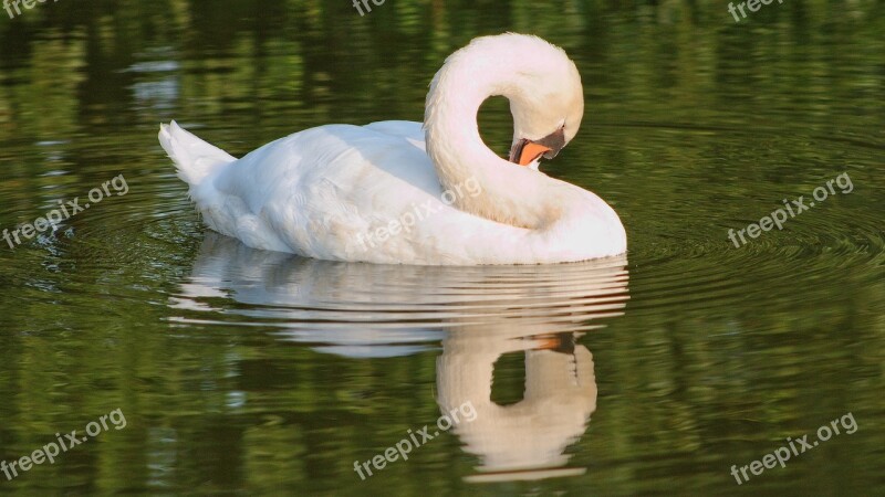 Swan White Lake Water Water Bird