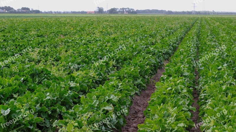 Chicory Chicory Roots Vegetables Arable Field