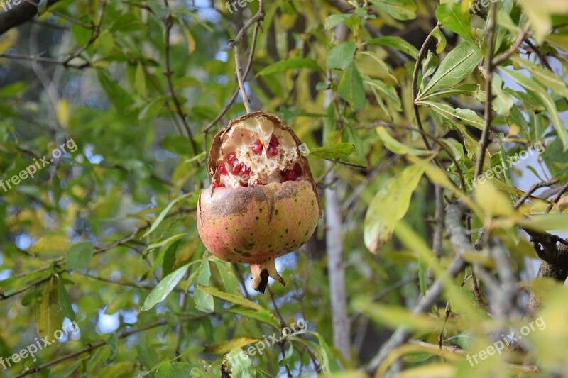 Pomegranate Autumn Fruit Food In The Autumn