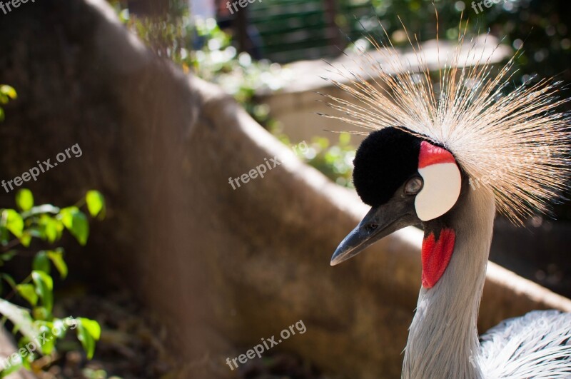 Bird Zoo Grou Animal Wildlife