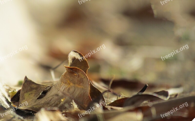 Leaf Autumn Brown Solitary Fall