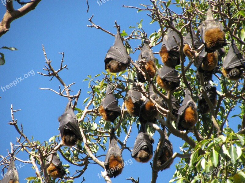 Bats Wildlife Australia Flying Fox Chiroptera