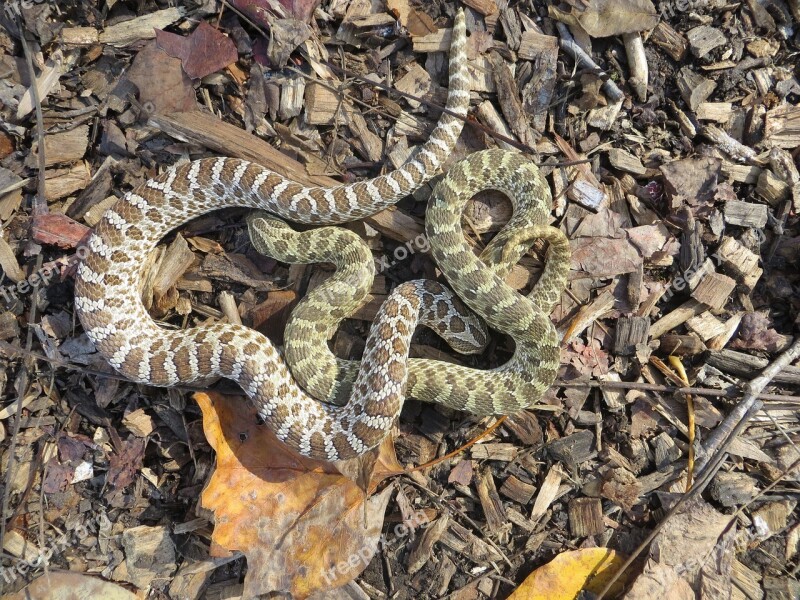 Animal Wildlife Snake Reptile Hognose