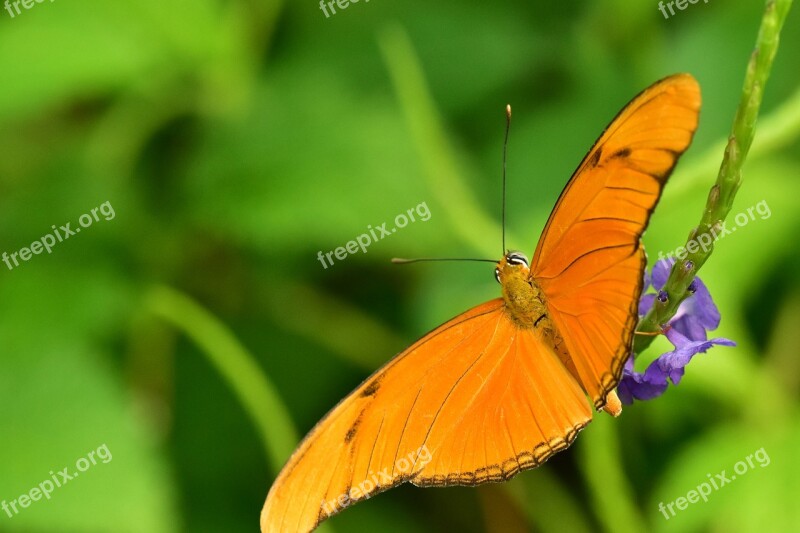 Butterfly Orange Green Background Orange Butterfly Bug