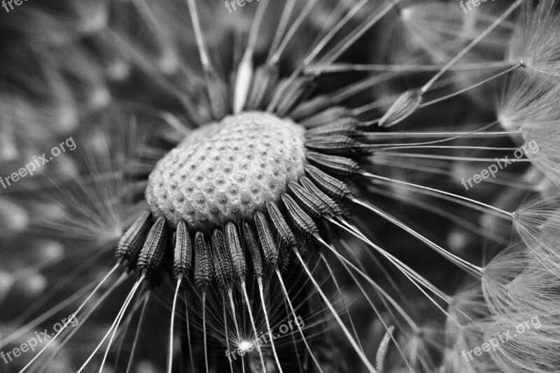 Dandelion Flower Macro Dandelions Free Photos