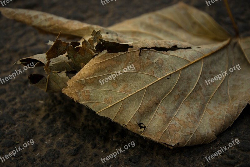 Leaf Brushwood Withered Free Photos