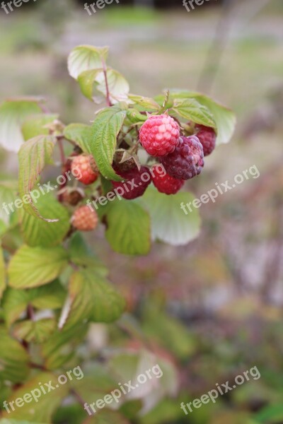 Raspberry Organic Branch Berry Garden