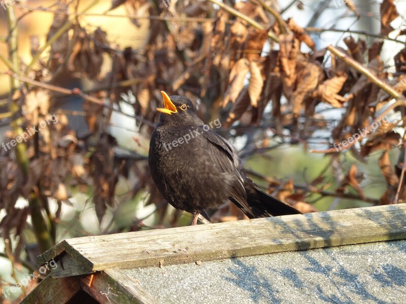 Blackbird Sing Blackbird Male Free Photos