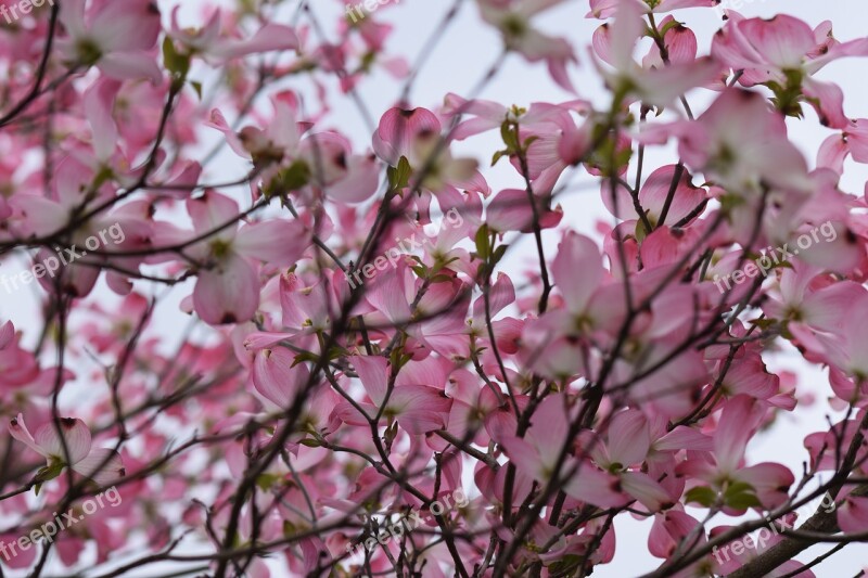 Dogwood Pink Sp Ring Free Photos