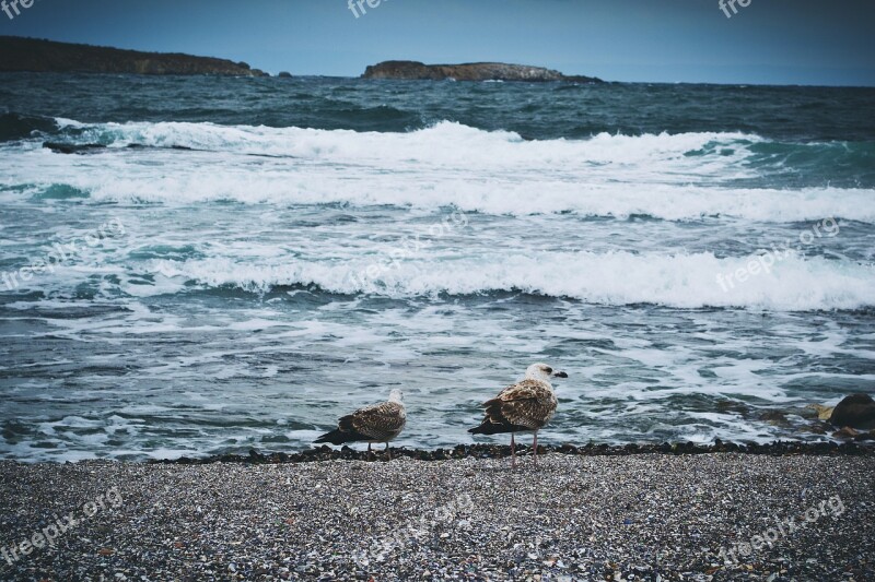 Nature Birds Black Sea Coast Sea