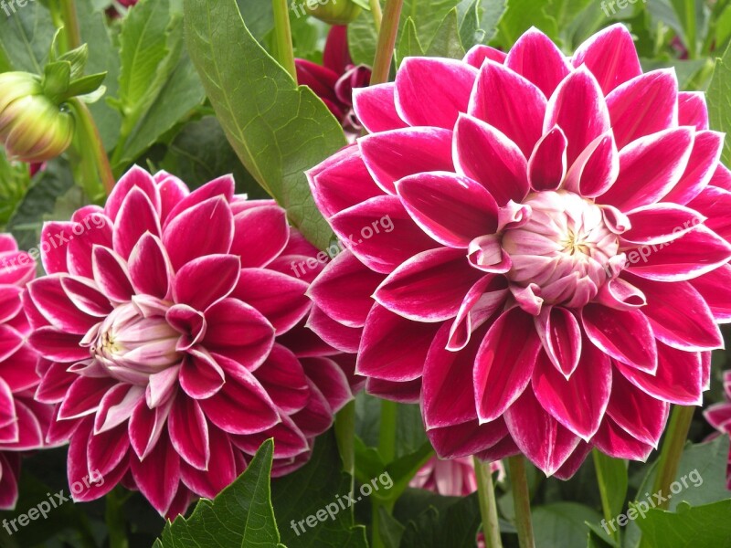 Gerbera Flowers Pink Free Photos