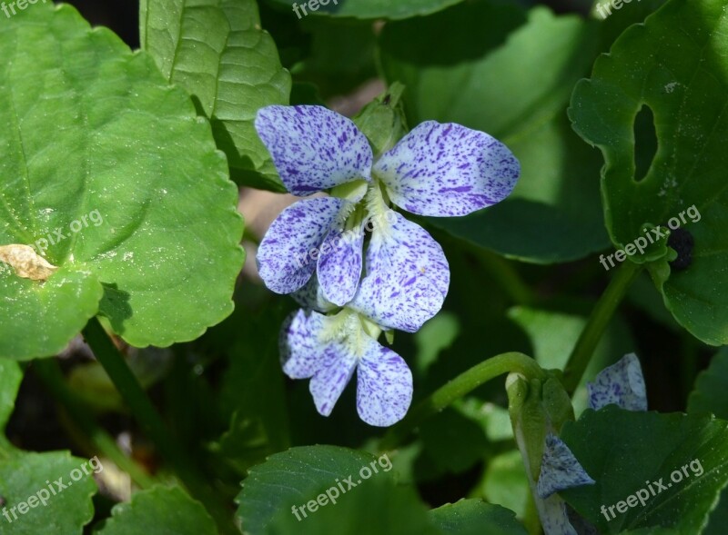 Violets Spring Flower Flower Free Photos