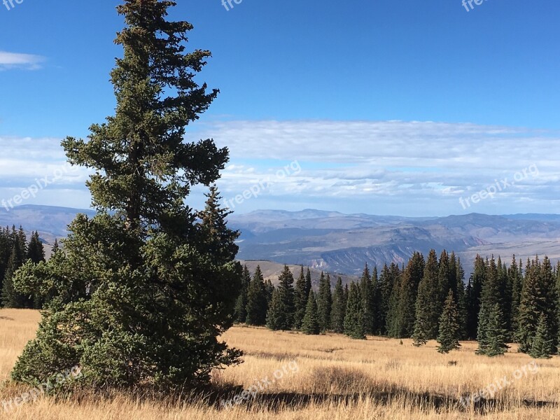 Conifer Mountains Nature Landscape Tree