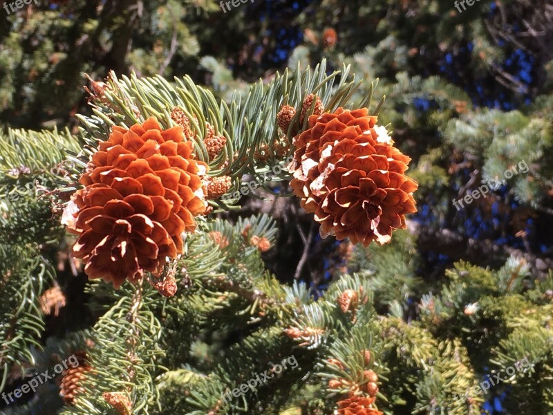 Pine Cone Snow Fir Winter Decorative