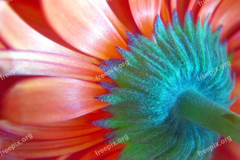 Gerbera Flower Petals Macro Nature