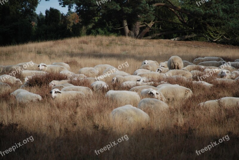 Sheep Heide Flock Nature Free Photos