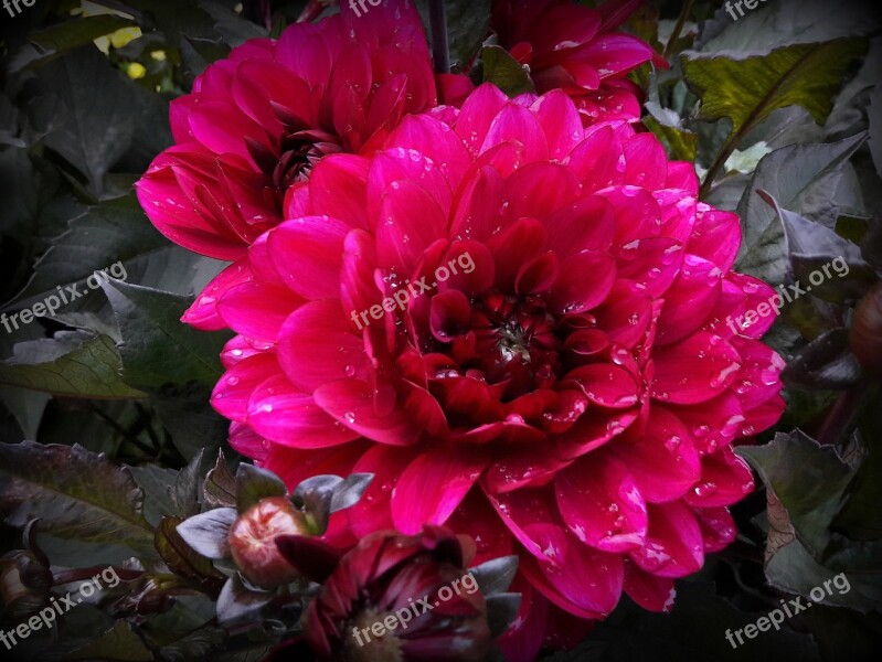 Dahlia Raindrop Single Bloom Flower Garden Close Up