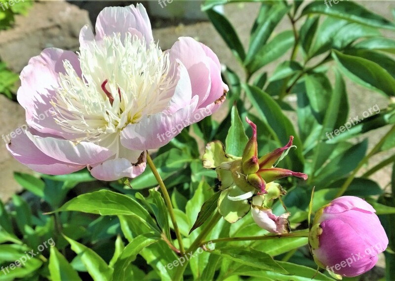 Pion Flower Garden Beautiful Peonies Peonies