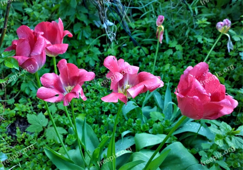 Tulips Flowers Garden Planting Tulip