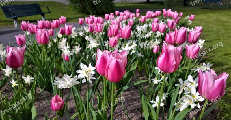 Tulips Flowers Narcissus Park Spring