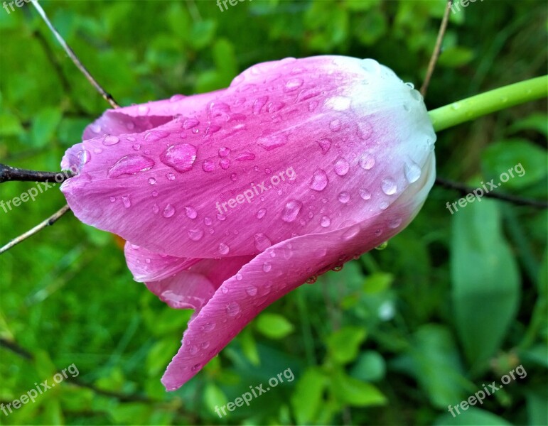 Tulip Flower Raindrops Garden Pink