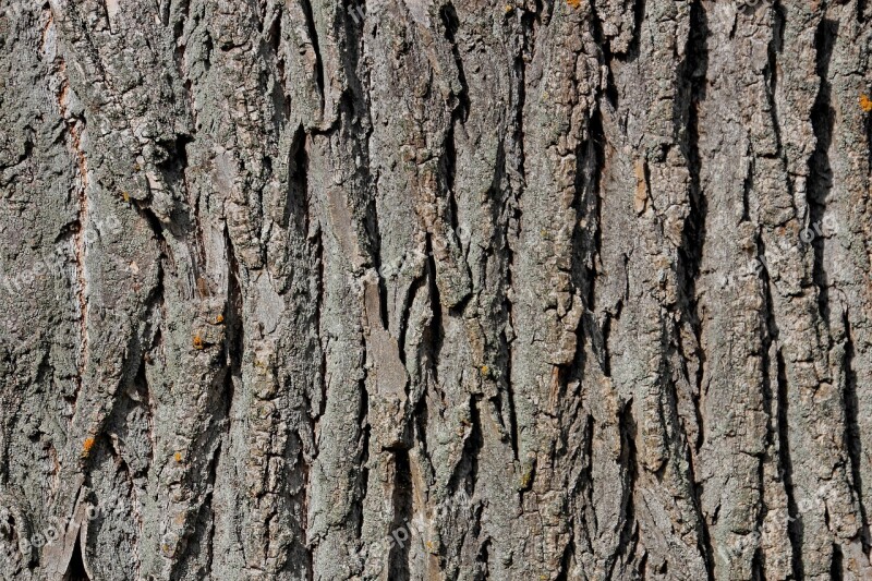 Tree Bark Tree Bark Wood Structure