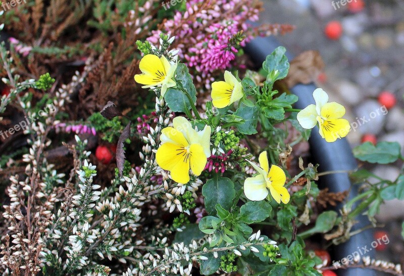 Autumn Composition Decoration Flowers Heather Autumn Weather