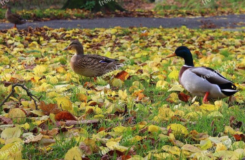 Wild Ducks Para Wild Birds She And He Mallard Duck