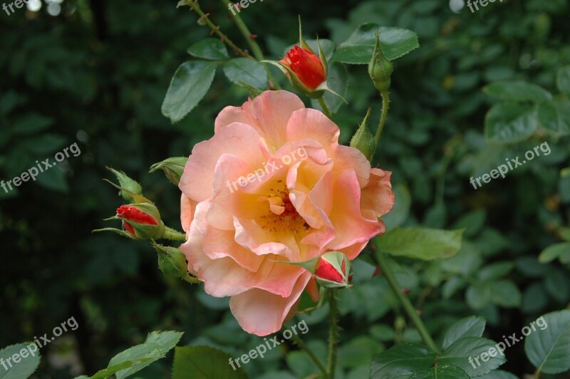 Floribunda Flowers Salmon Blossom Bloom