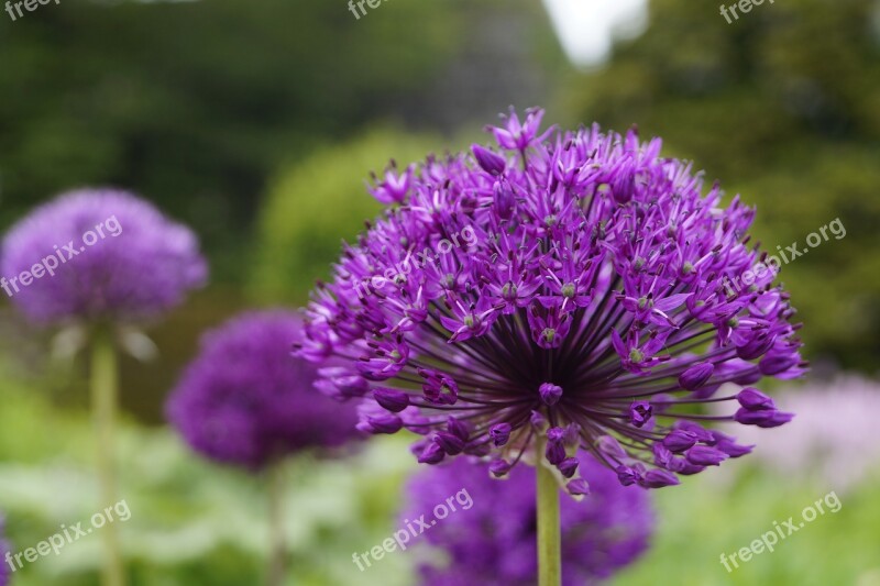 Allium Ornamental Onion Violet Blossom Bloom