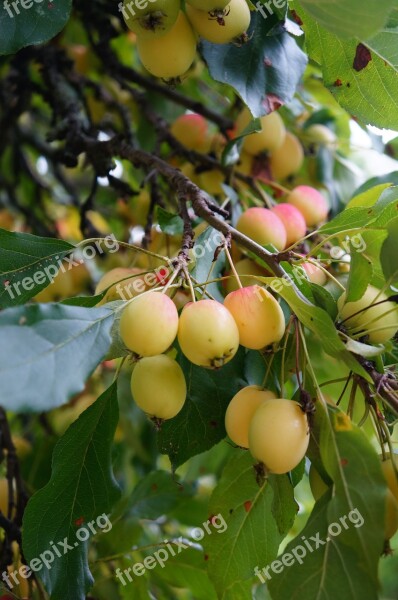 Apple Pie Apples Thanksgiving Produce Free Photos