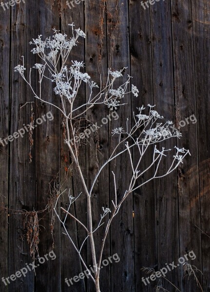 Frost Old Barn Wood Wood Winter Barn