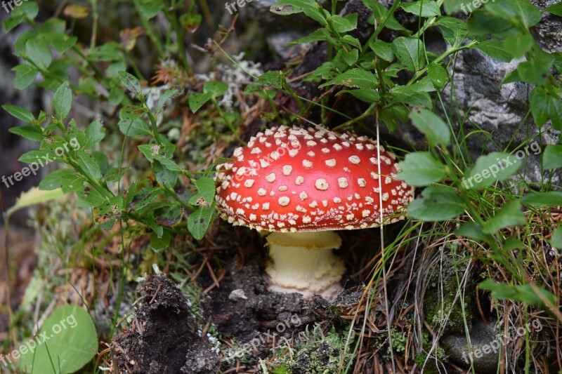 Mushroom Fly Agaric Red Fly Agaric Mushroom Forest Autumn