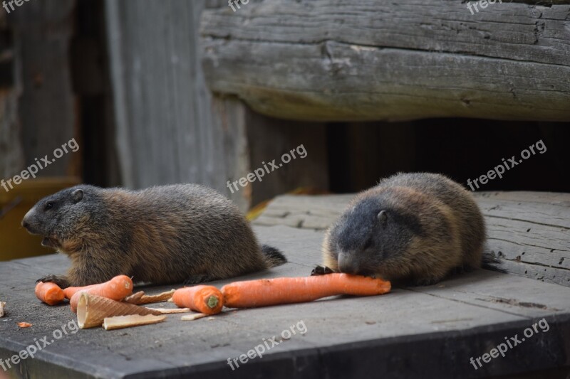 Marmot Carrots Alpine Eat Alm